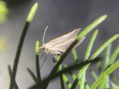 Anachloris uncinata