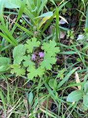 Geranium rotundifolium