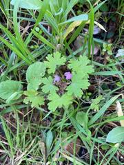 Geranium rotundifolium