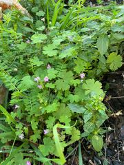 Geranium rotundifolium