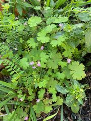 Geranium rotundifolium