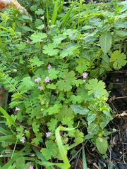 Geranium rotundifolium