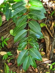 Cryptostegia madagascariensis