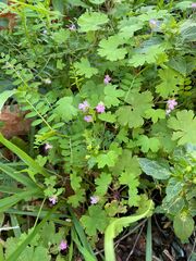 Geranium rotundifolium