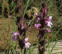 Striga bilabiata