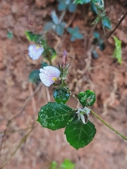 Blepharis maderaspatensis