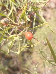 Osyris alba