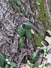 Euonymus fortunei