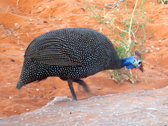 Numida meleagris coronatus