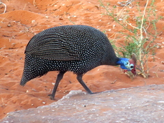 Numida meleagris coronatus