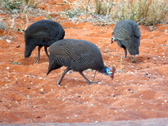 Numida meleagris coronatus