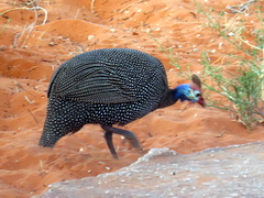 Numida meleagris coronatus