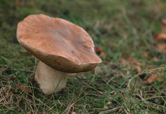 Boletus reticulatus
