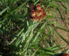 Helichrysum appendiculatum