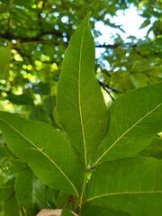 Libidibia monosperma