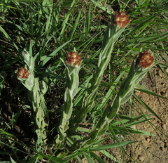Helichrysum appendiculatum