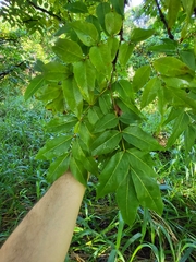Libidibia monosperma