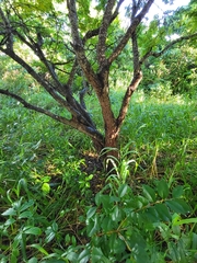 Libidibia monosperma