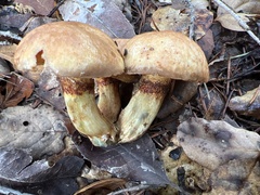 Suillus ponderosus