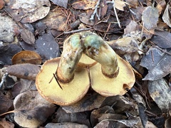 Suillus ponderosus