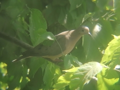 Zenaida auriculata