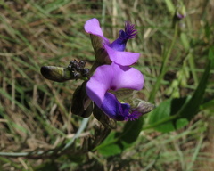 Polygala gracilenta