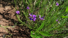 Polygala gracilenta