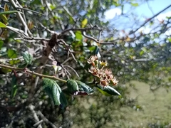 Crataegus mexicana