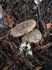 Xerocomellus diffractus