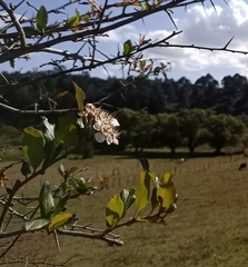 Crataegus mexicana