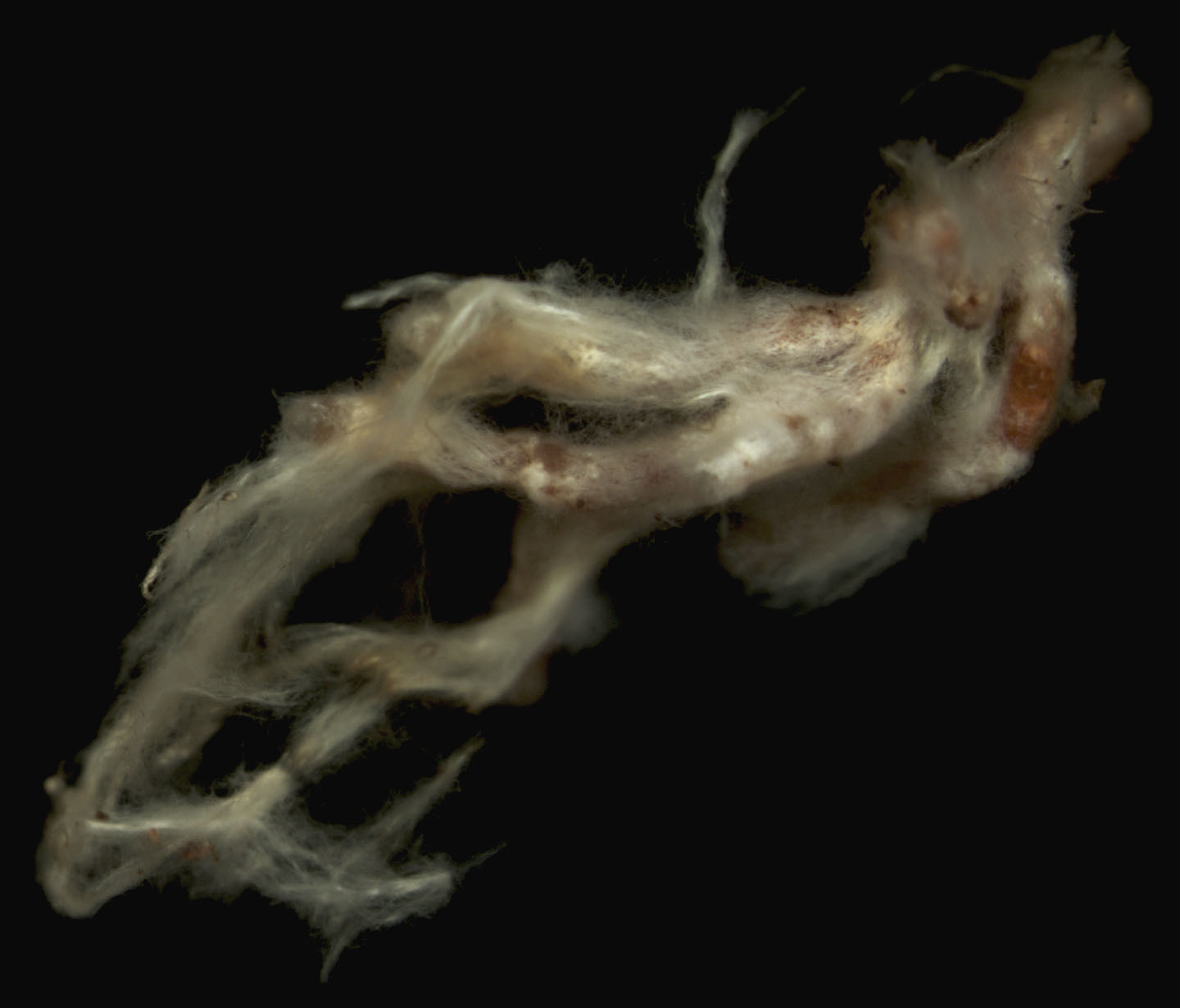 Piloderma olivaceum image
