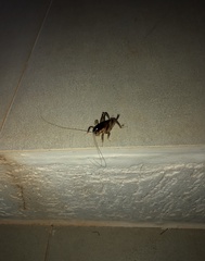 Apotetamenus clipeatus