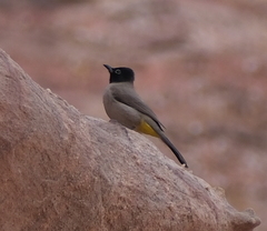 Pycnonotus xanthopygos