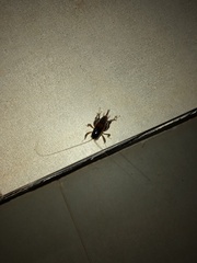 Apotetamenus clipeatus