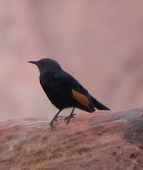 Onychognathus tristramii