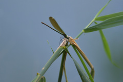 Calopteryx