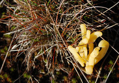 Clavaria argillacea