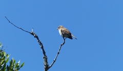 Passer diffusus stygiceps