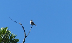 Passer diffusus stygiceps