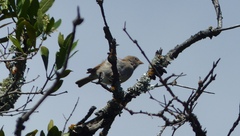 Passer diffusus stygiceps