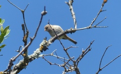 Passer diffusus stygiceps