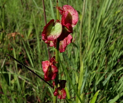 Rumex woodii