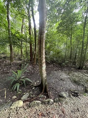 Brosimum alicastrum