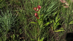Rumex woodii