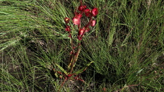 Rumex woodii