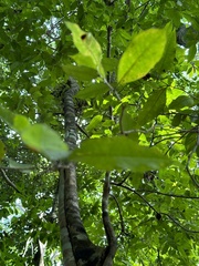 Brosimum alicastrum