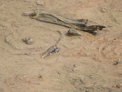 Telescopium telescopium