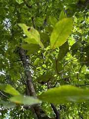 Brosimum alicastrum