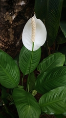 Spathiphylleae