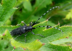 Agapanthia villosoviridescens